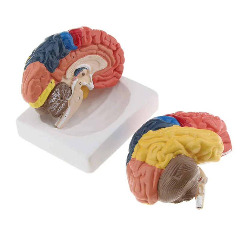 Life Size Anatomical Human Bra - огляд і ціна Medical Lab Supplies