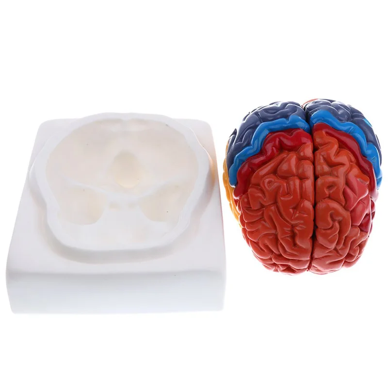 Life Size Anatomical Human Bra - огляд і ціна Medical Lab Supplies
